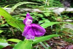 Roscoea purpurea